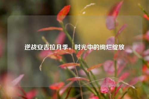 逆战安吉拉月季，时光中的绚烂绽放